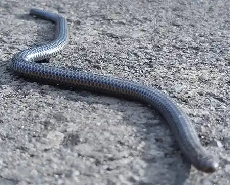 trilepida anthracina