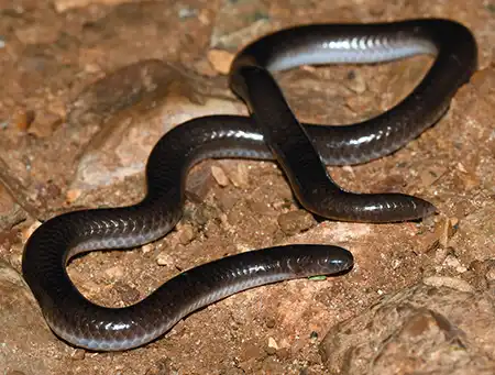 trilepida brasiliensis