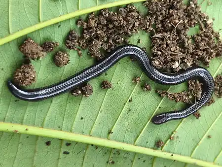 trilepida brevissima