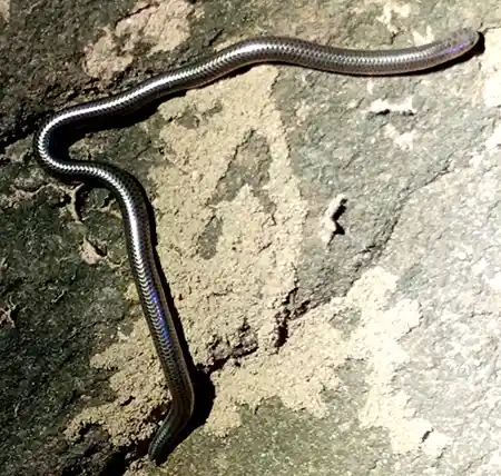 trilepida fuliginosa