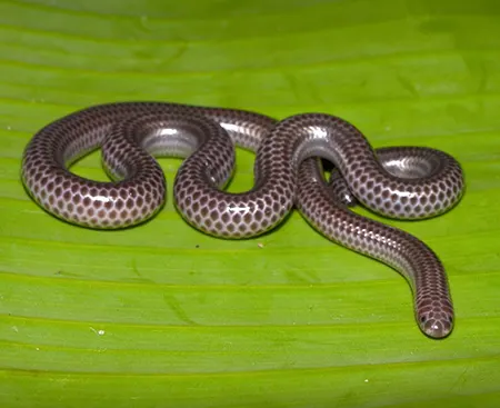 trilepida macrolepis