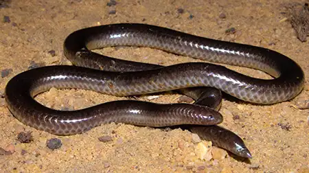 trilepida salgueiroi