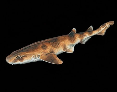 Asymbolus funebris