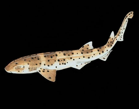 Asymbolus occiduus