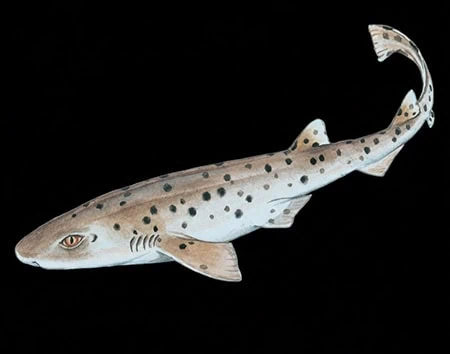 Asymbolus pallidus