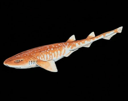 Asymbolus parvus