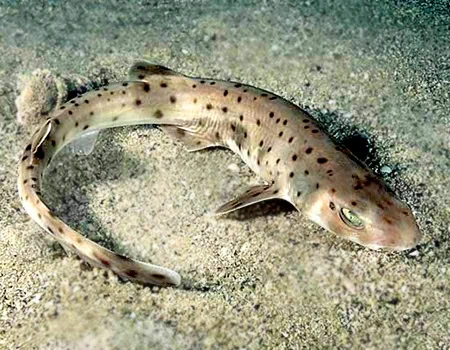 Asymbolus rubiginosus