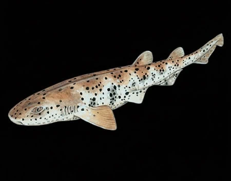 Asymbolus submaculatus