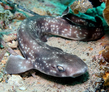 Deepwater Catsharks
