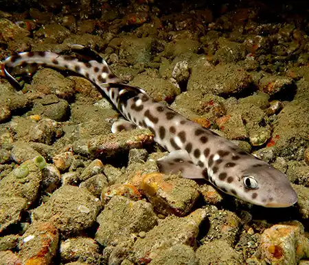 atelomycterus erdmanni