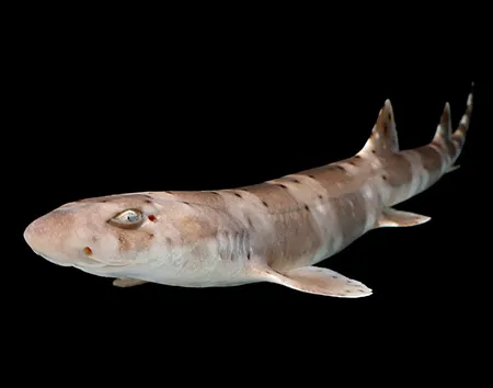 atelomycterus fasciatus