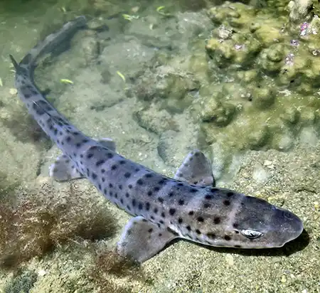 atelomycterus macleayi