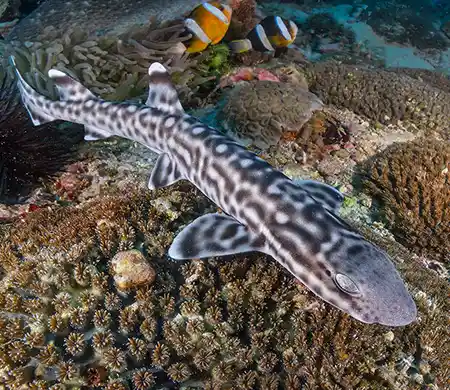 atelomycterus marmoratus