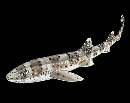 atelomycterus marnkalha