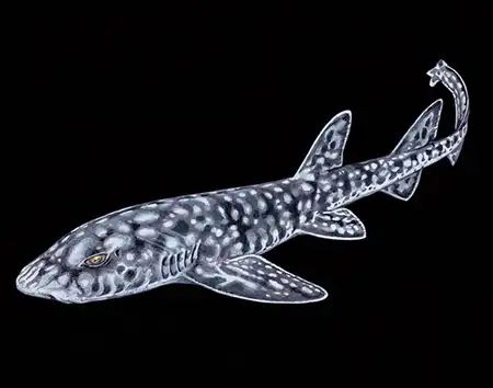 aulohalaelurus kanakorum