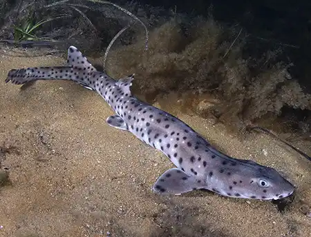 aulohalaelurus labiosus