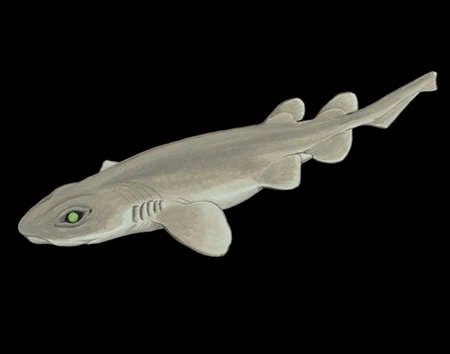 Bythaelurus bachi