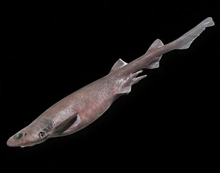 Bythaelurus canescens