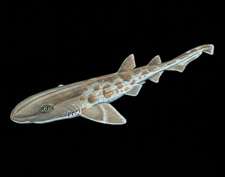 Bythaelurus clevai