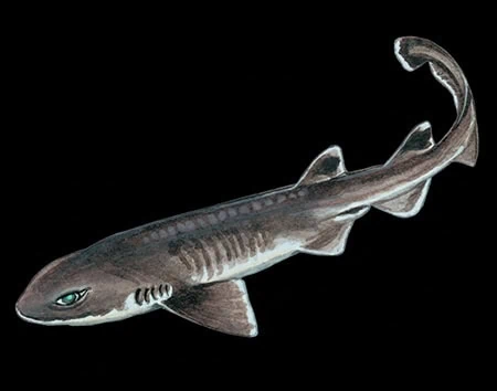 Bythaelurus dawsoni