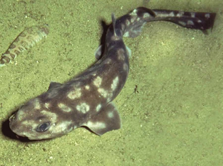 Bythaelurus giddingsi