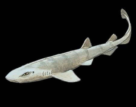 Bythaelurus hispidus