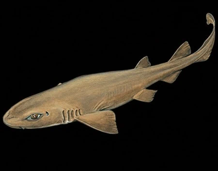 Bythaelurus immaculatus