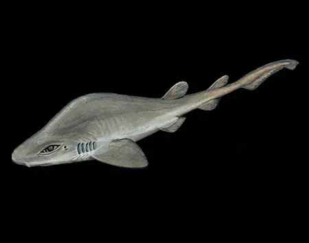 Bythaelurus incanus