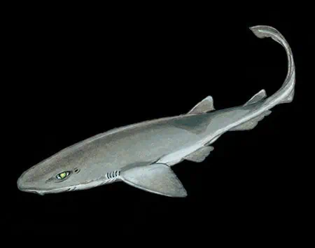 Bythaelurus lutarius