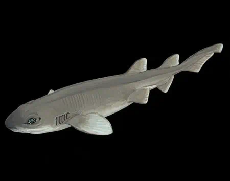 Bythaelurus naylori
