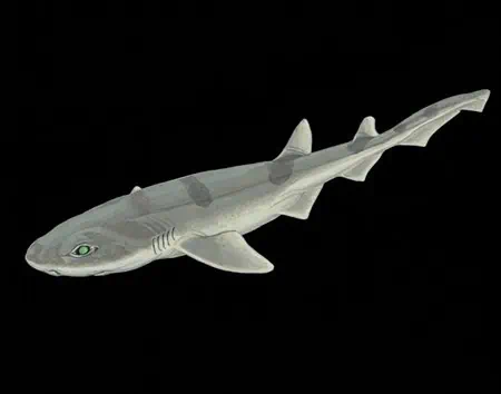 Bythaelurus stewarti