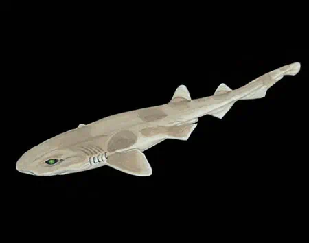 Bythaelurus tenuicephalus