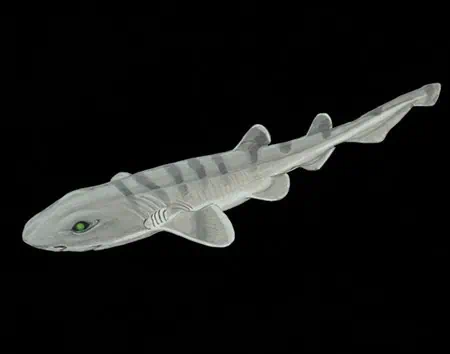 Bythaelurus vivaldii