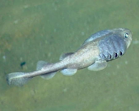 Cephalurus cephalus