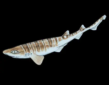 Figaro striatus