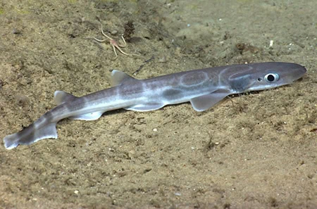 Galeus antillensis