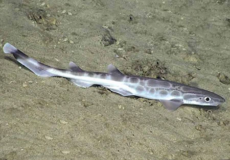 Galeus arae