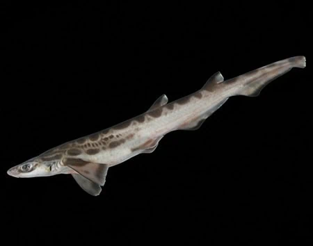 Galeus atlanticus
