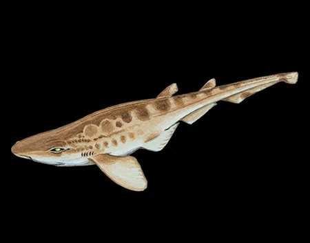 Galeus cadenati