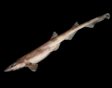 Galeus eastmani