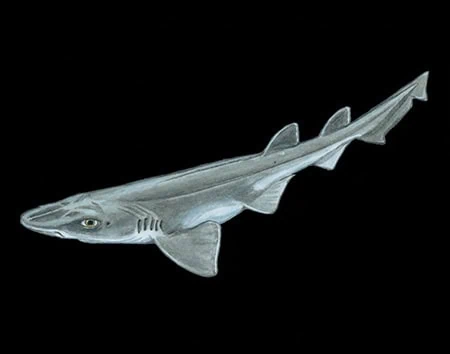 Galeus gracilis