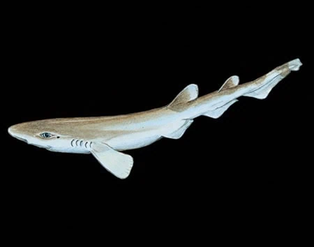 Galeus longirostris