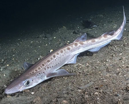 Galeus melastomus