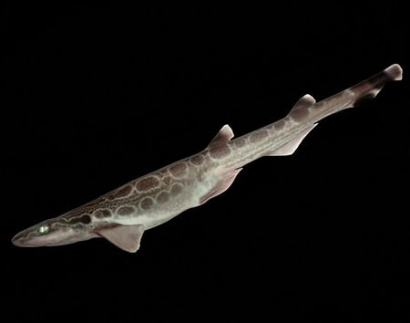Galeus mincaronei