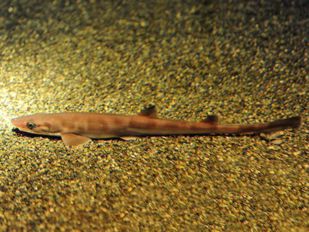 Galeus nipponensis