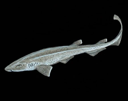 Galeus piperatus