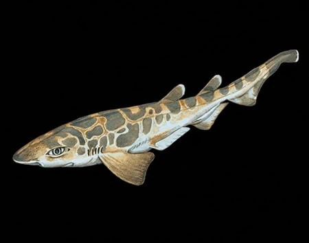 Galeus polli