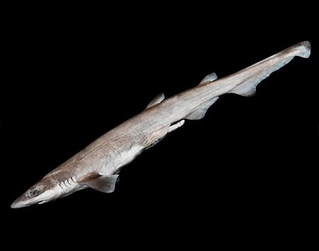 Galeus sauteri
