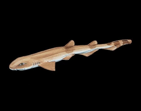 Galeus schultzi