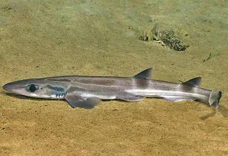 Galeus springeri